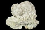 Fossil Crinoid (Rhodocrinites) Crown - Gilmore City, Iowa #102957-1